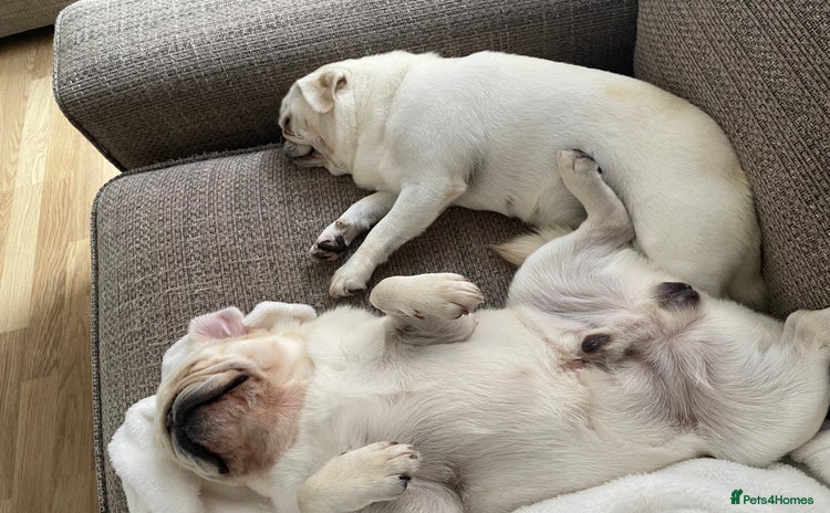 Pug dogs - Advert 1