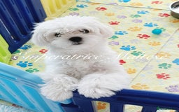 Maltese dogs for sale: KC Reg Korean type- Maltese Puppies by Emperatrice - Image 12