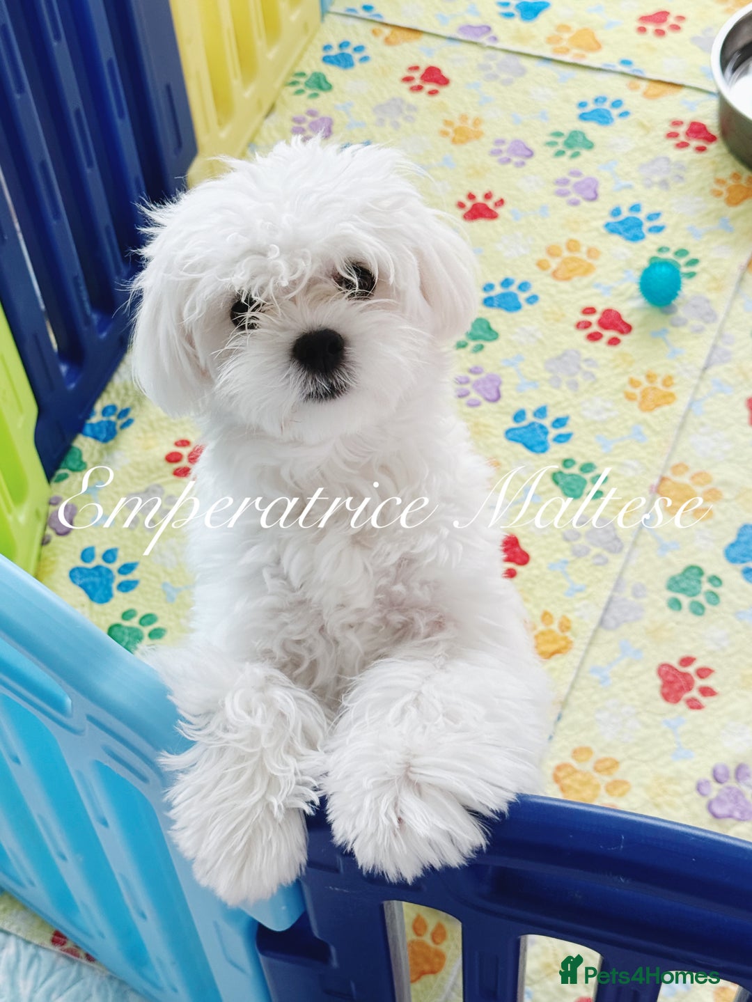 Maltese dogs for sale: KC Reg Korean type- Maltese Puppies by Emperatrice - Image 12