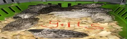 Quail poultry for sale: QUAILS,POINT OF LAY CHINESE BUTTONS ! - Advert 3