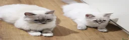 Ragdoll cats for sale: Blue Ragdolls  - Advert 1