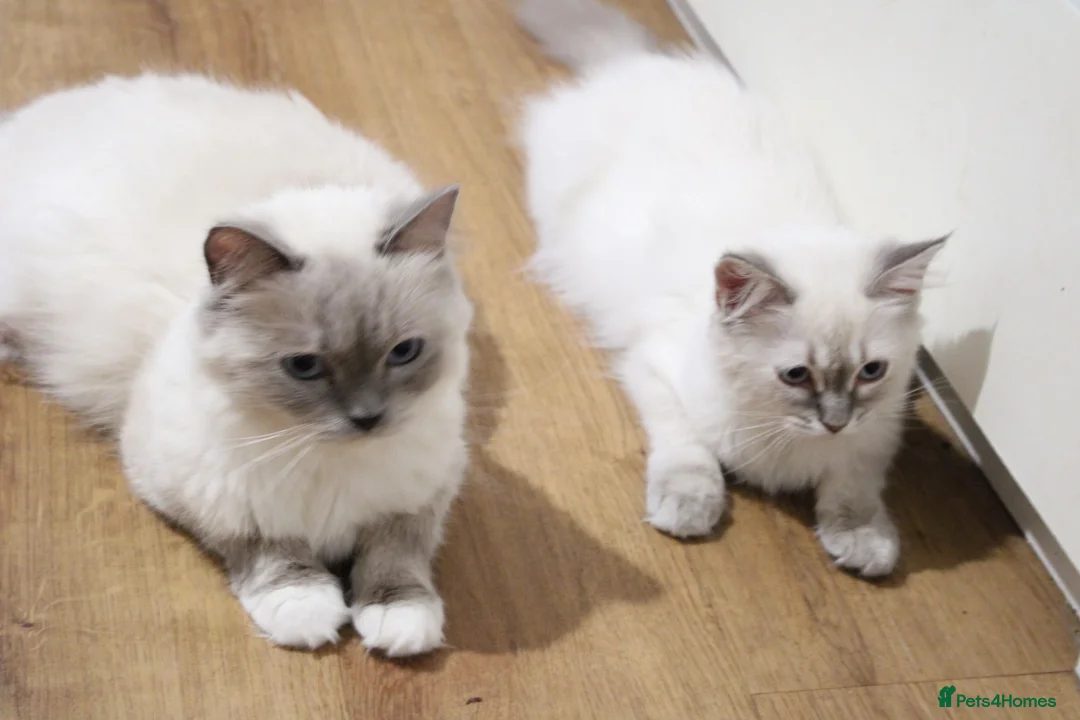 Ragdoll cats for sale: Blue Ragdolls  - Advert 1