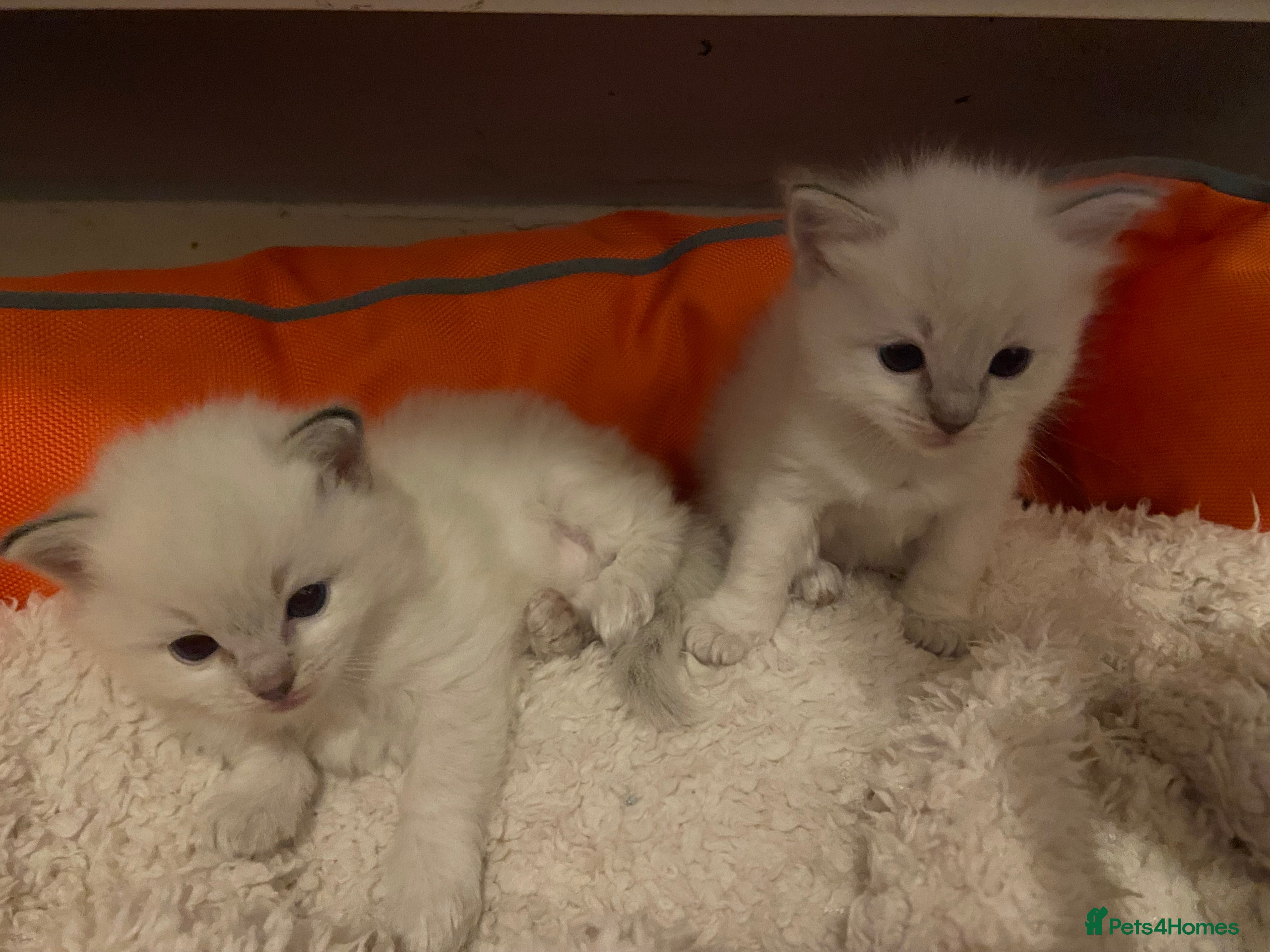 Ragdoll cats Adorable Ragdoll kittens - Advert 7