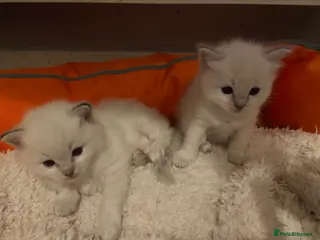 Ragdoll cats Adorable Ragdoll kittens - Advert 7