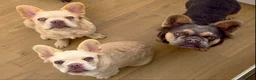 French Bulldog dogs for sale: Wavy/Puffy Coated French Bulldogs - Advert 2