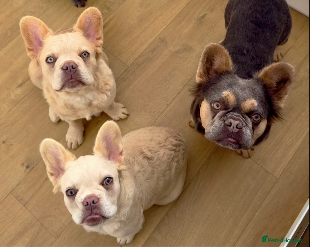 French Bulldog dogs for sale: Wavy/Puffy Coated French Bulldogs - Advert 2