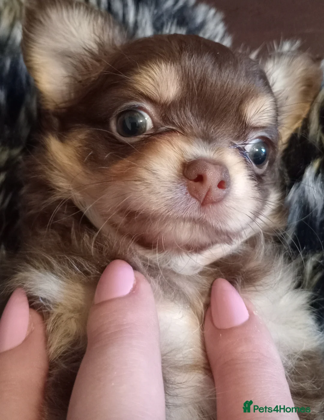 Chihuahua dogs for sale: Chihuahua long coat puppies in Peterborough - Advert 22