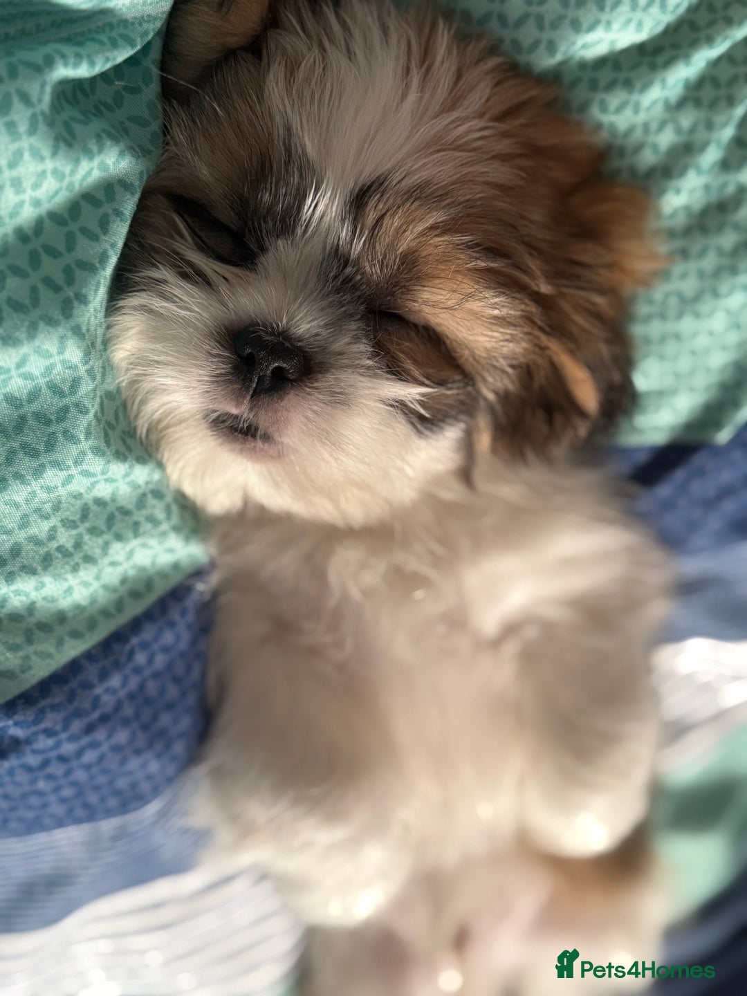 Shih Tzu dogs for sale: Beautiful Shih Tzu puppy for sale  - Advert 7