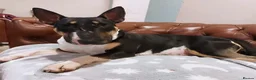 English Bull Terrier dogs for sale: 8 QUALITY BISONBULLIE BABIES  in Slough - Advert 25