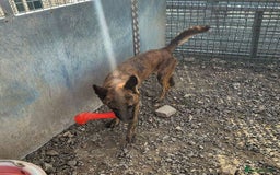 Mixed Breed dogs for adoption: BEAUTIFUL BUZZ  - Image 10