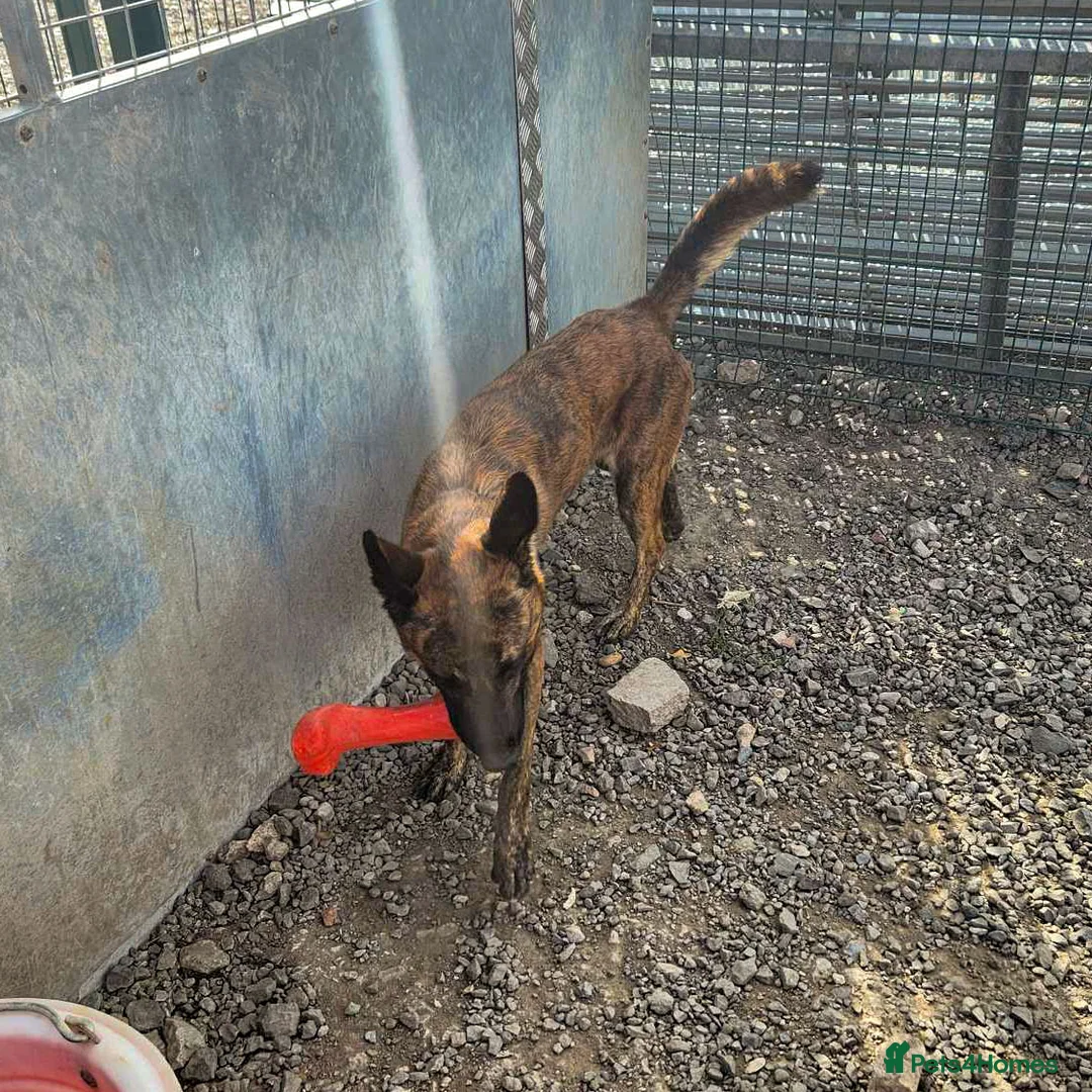 Mixed Breed dogs for adoption: BEAUTIFUL BUZZ  - Advert 10