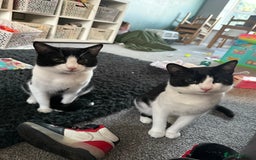Domestic Shorthair cats for sale:  2x male brothers short haired domestic cats - Advert 2