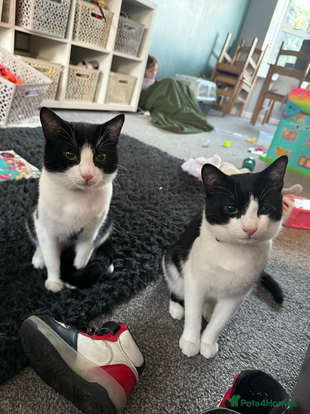 Domestic Shorthair cats for sale:  2x male brothers short haired domestic cats - Advert 2