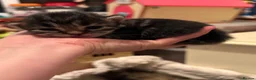 British Longhair cats for sale: Stunning Fluffy Tabby Longhaired  - Advert 11