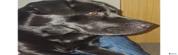 Labrador Retriever dogs for adoption: Kid-Loving Adventure Buddy - Advert 3