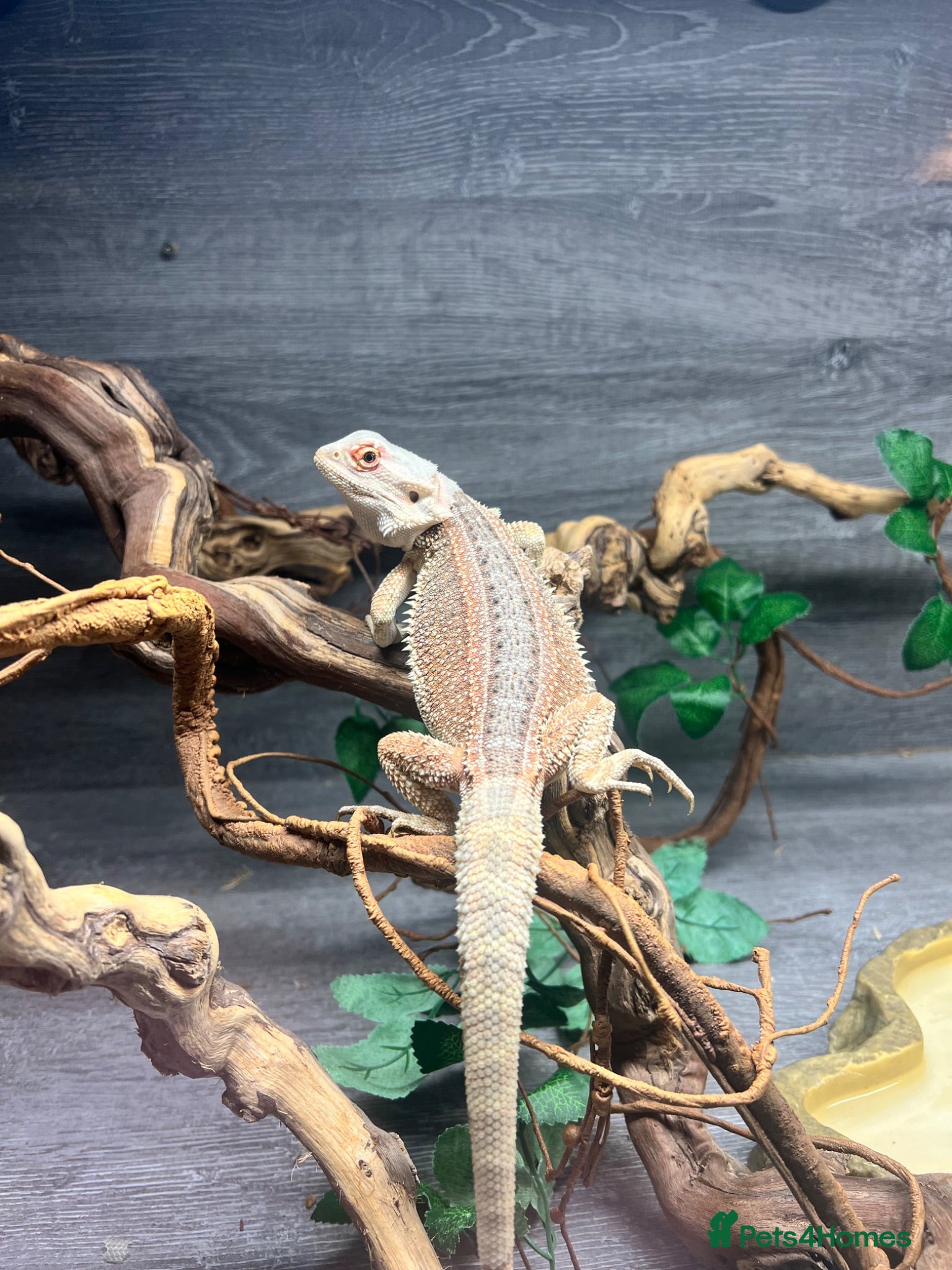 Dragon reptiles Bearded dragon - Advert 13
