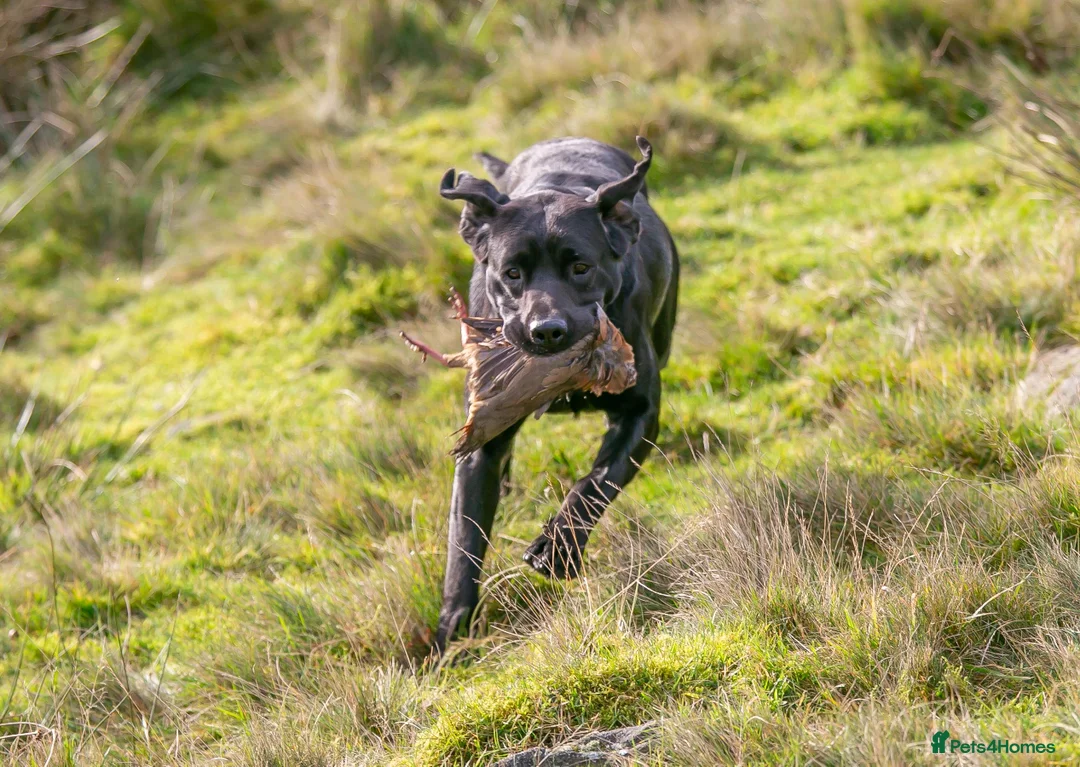 Labrador Retriever dogs for stud: Working KC Labrador for stud in Holmfirth - Advert 9