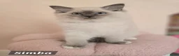 Ragdoll cats for sale: 😻GCCF Pedigree Kittens Luxury, Beauty&Exceptional - Advert 14