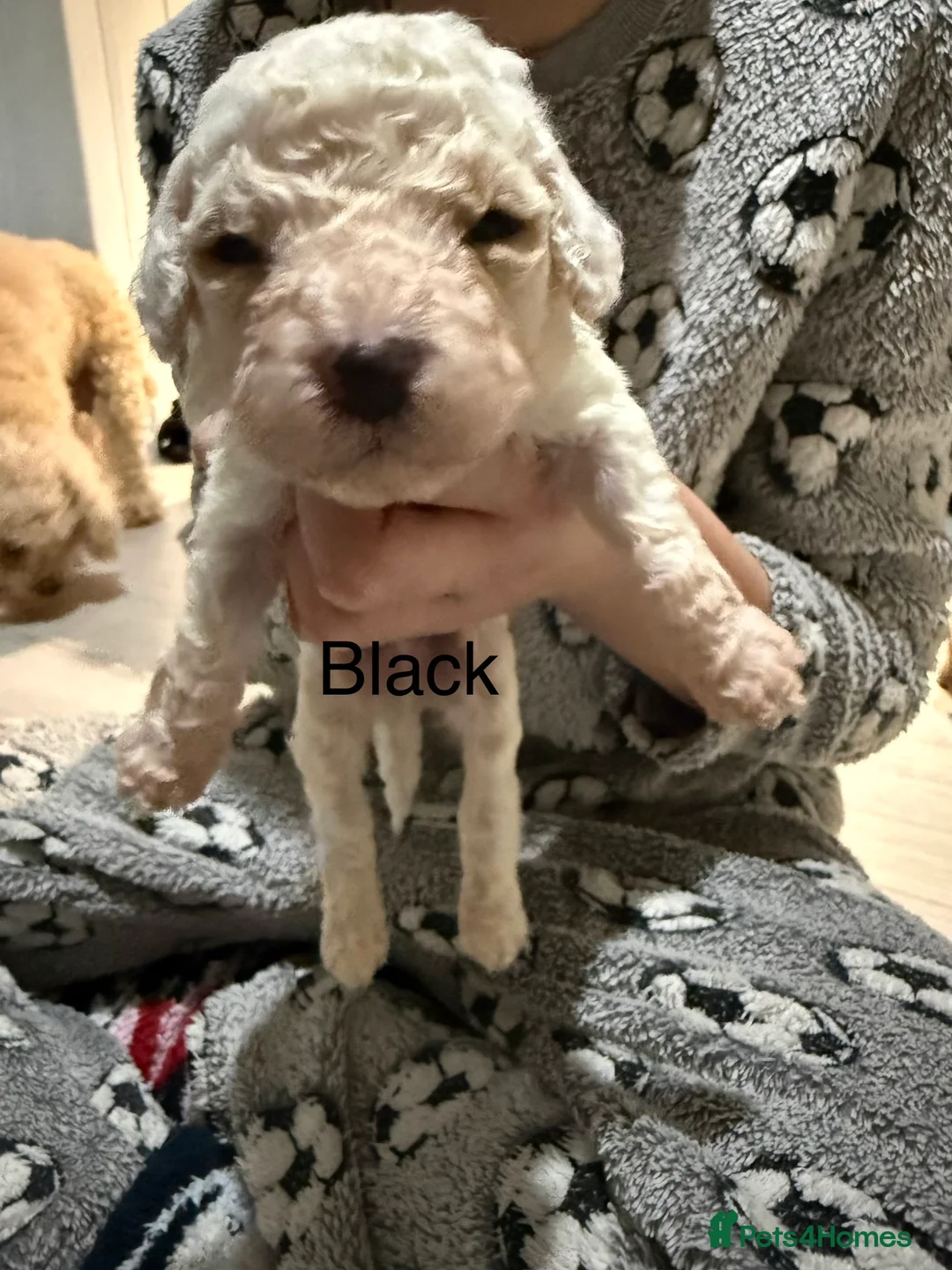 Mixed Breed dogs for sale: 8 Beautiful Cavapoochon Puppies in Bacup - Advert 26