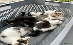 Domestic Shorthair cats for sale: 4 Domestic Shorthair Kittens  - Image 2