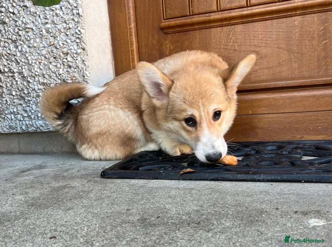 Welsh Corgi Pembroke dogs for sale: Two Male Welsh Corgis Pembroke - Advert 8