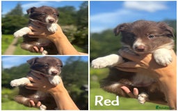 Border Collie dogs for sale: READY TO GO 2 LEFT KC Reg Red+White Border Collies - Image 7
