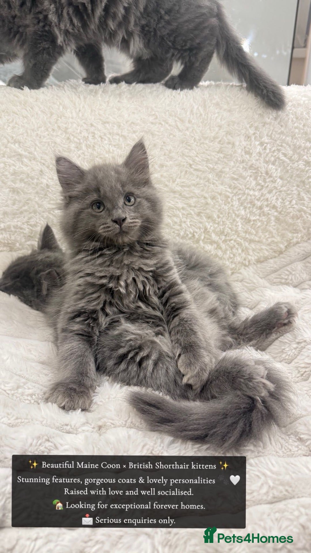 Mixed Breed cats Maincoon x British shorthair - Advert 2