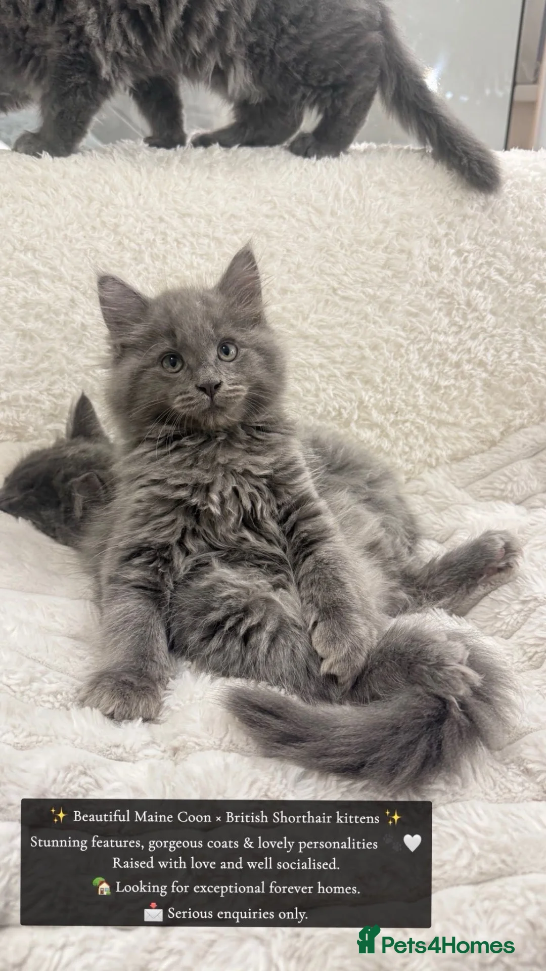 Mixed Breed cats for sale: Maincoon x British shorthair in Bradford - Advert 1