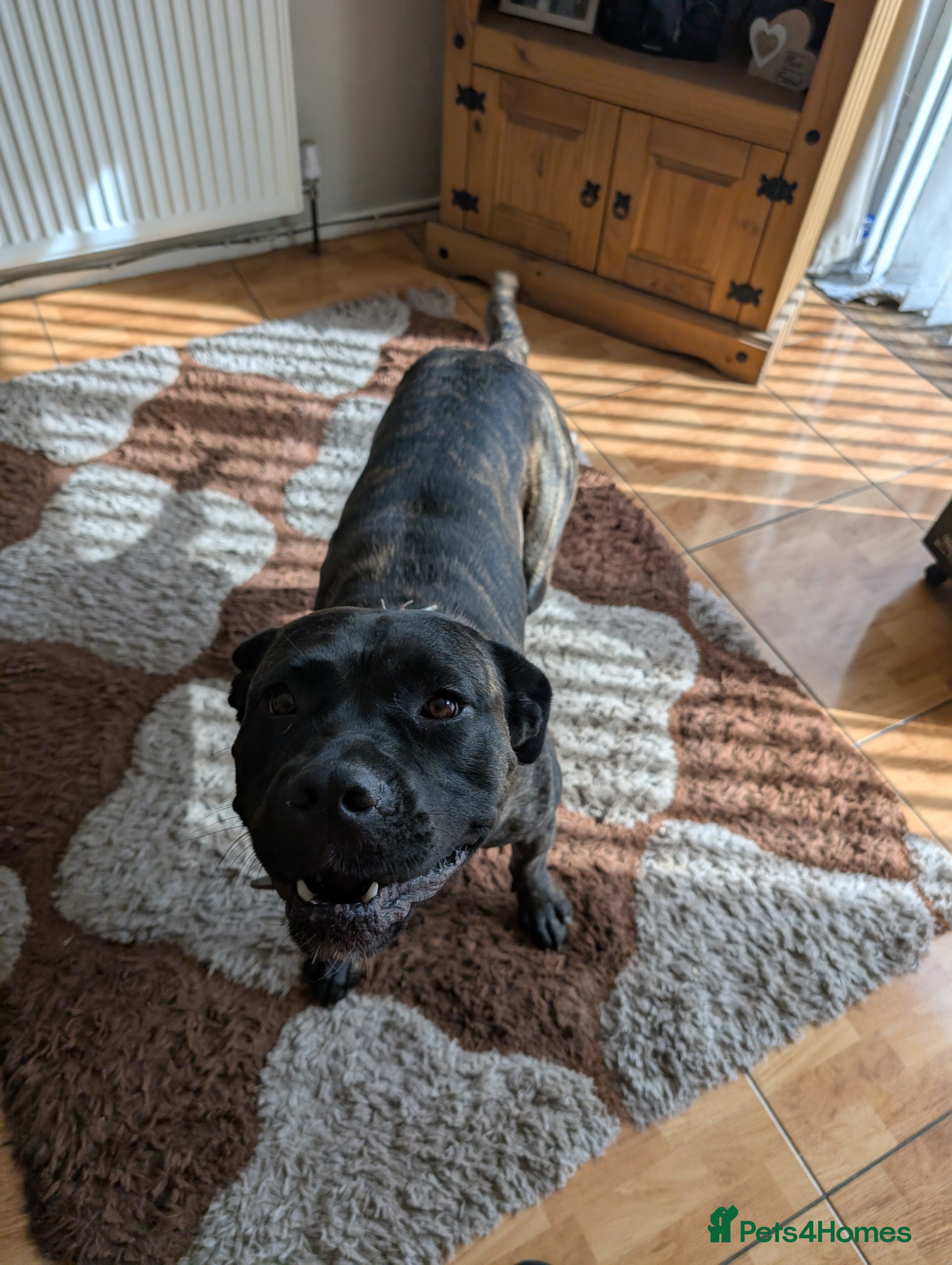 Mixed Breed dogs Cane corso cross Bullmastiff  - Advert 1