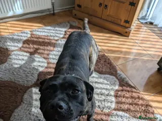 Mixed Breed dogs Cane corso cross Bullmastiff - Advert 1