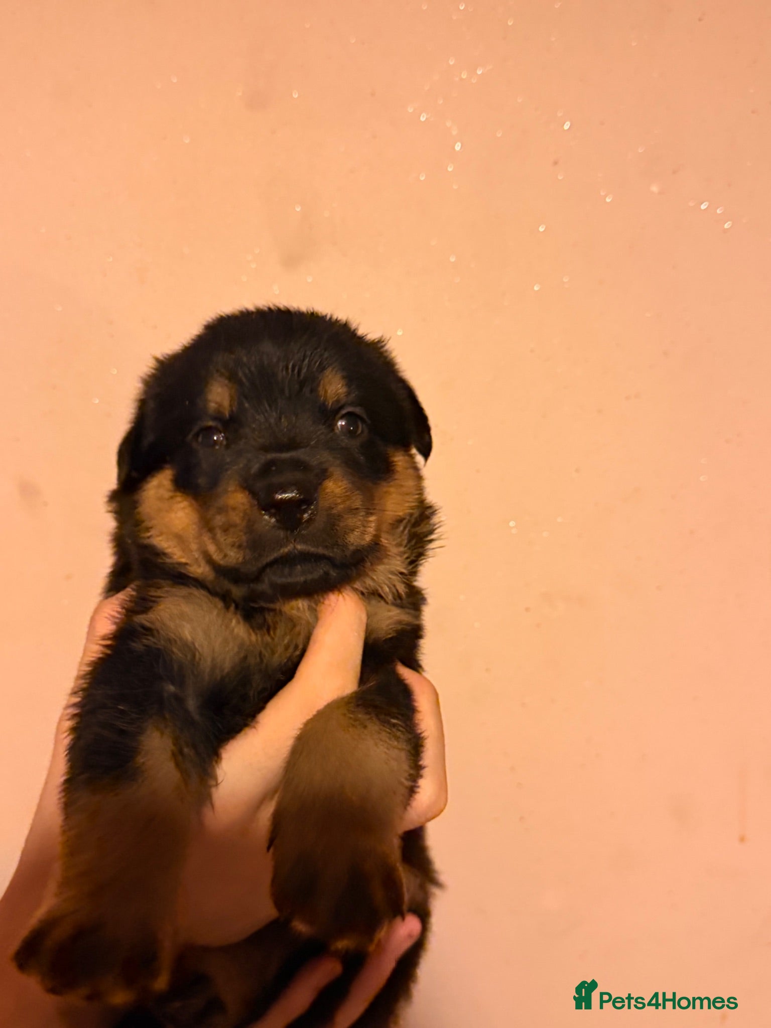 Rottweiler dogs Rare beautiful Rottweiler puppies  - Advert 3