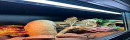 Bearded Dragon reptiles for sale: Bearded dragon in Mansfield - Advert 3