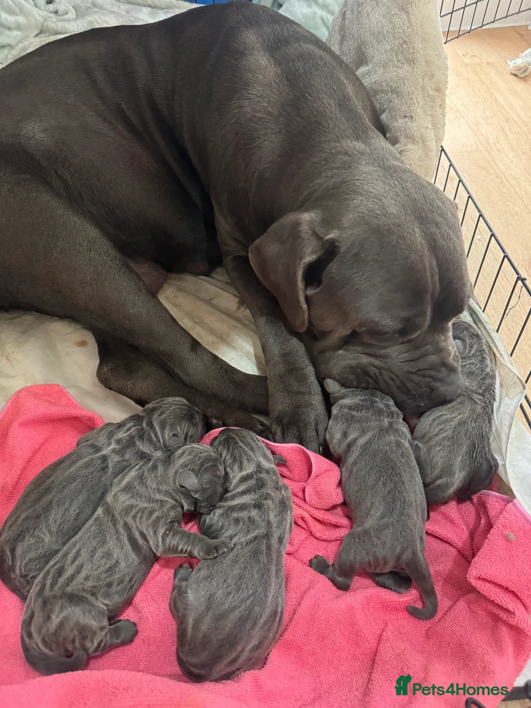 Cane Corso dogs for sale: Cane Corso Rare Blue/Grey Puppies  - Advert 12