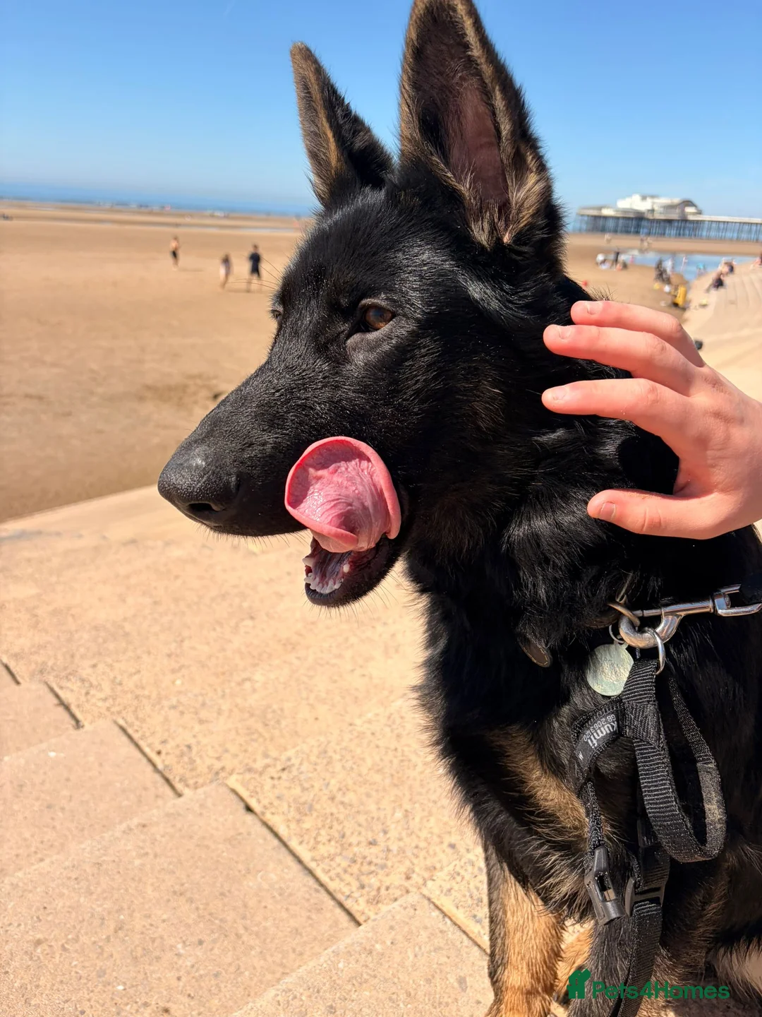 German Shepherd dogs for sale: Apollo - Advert 1
