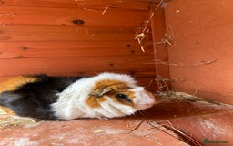 Guinea Pig rodents for sale: Male Guinea Pig for adoption (age 4.5) - Image 2