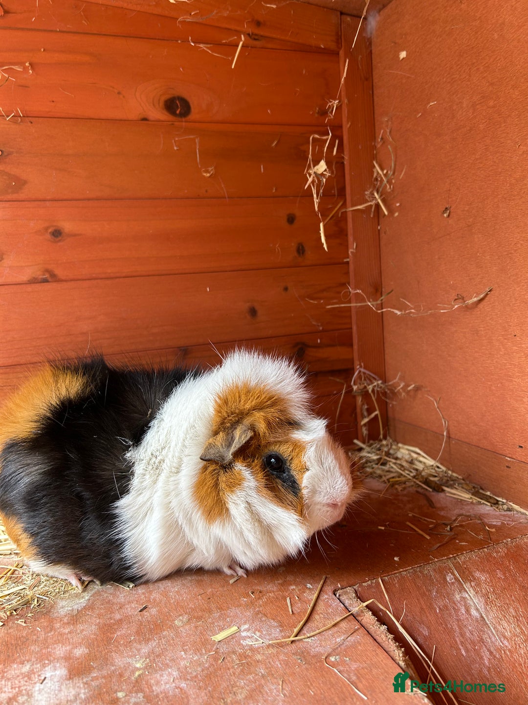 Guinea Pig rodents for sale: Male Guinea Pig for adoption (age 4.5) - Image 2