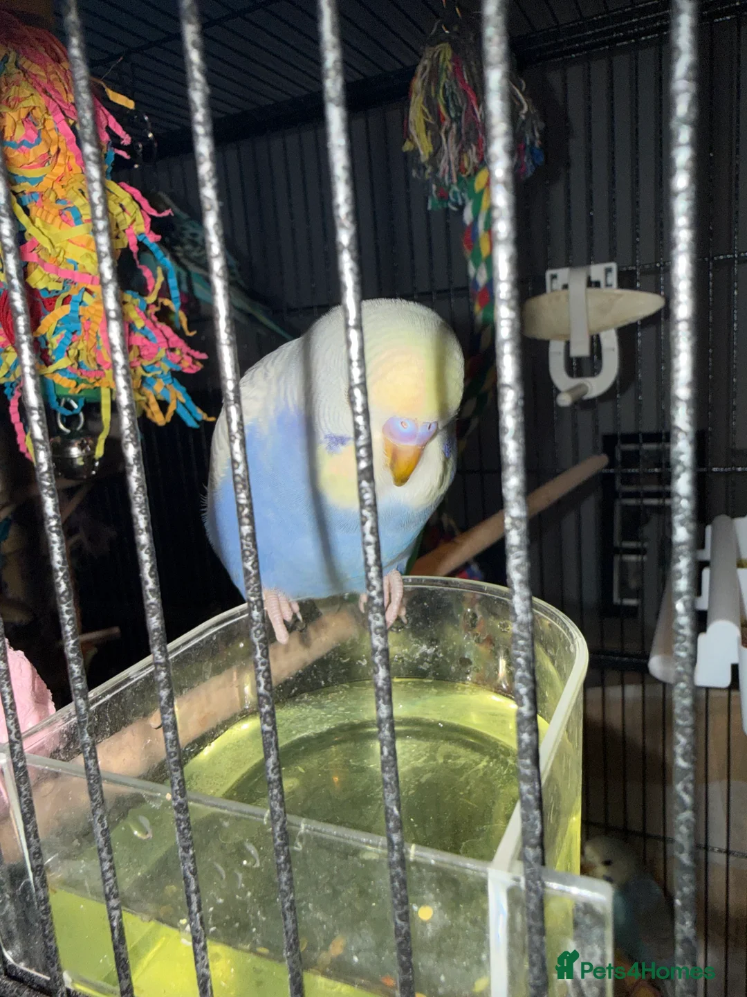 Budgerigars birds for sale: Bonded pair of 8 week old budgies  - Advert 13