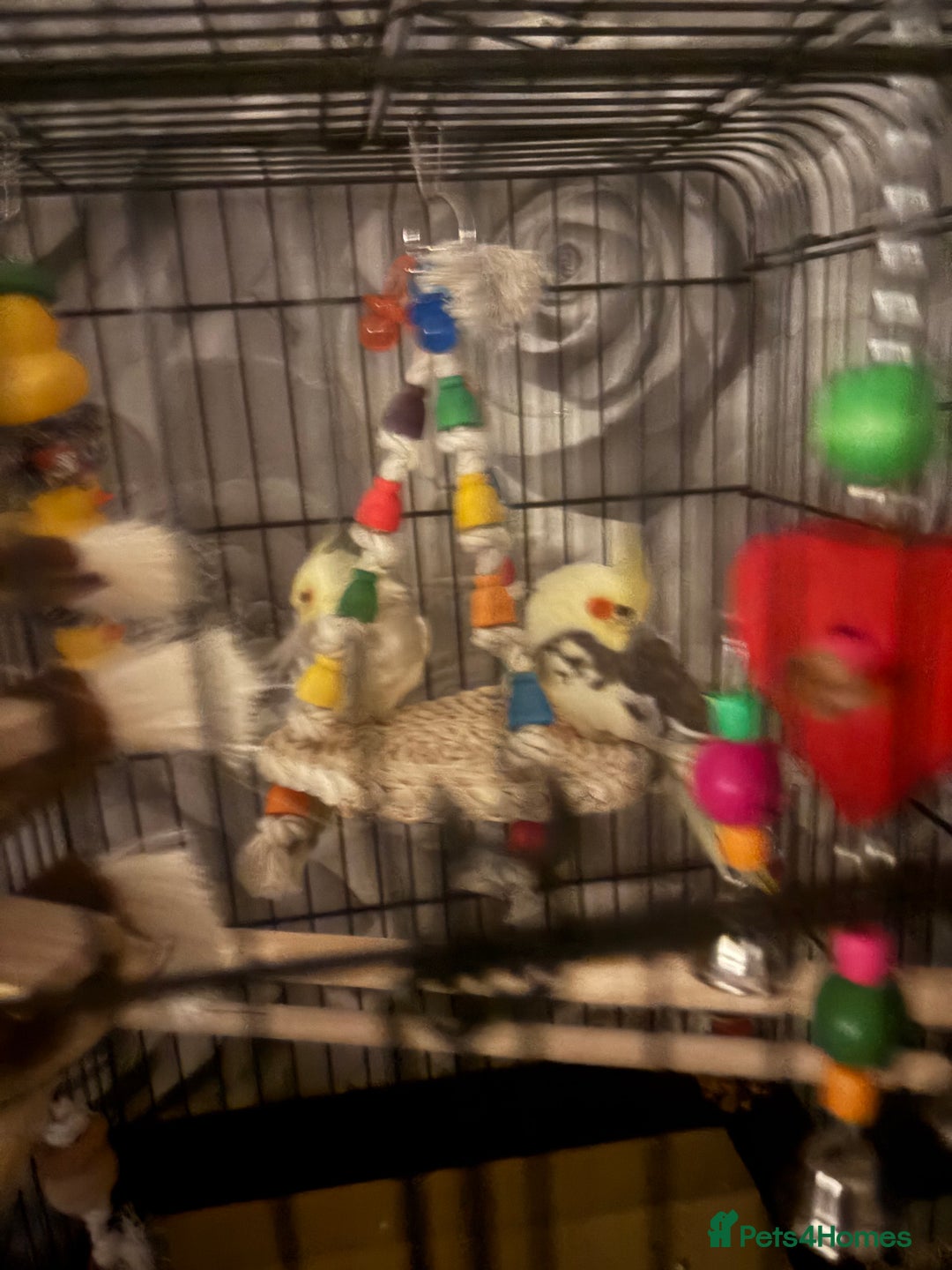 Cockatiels birds for sale: Male and female cockatiels  - Image 3