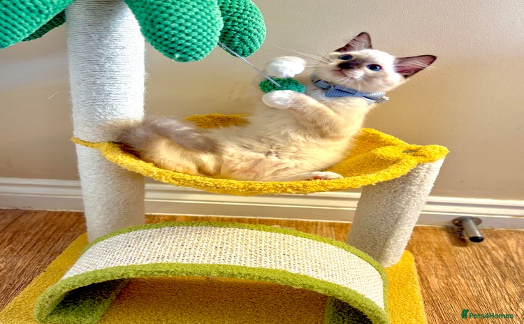 Ragdoll cats - Advert 16