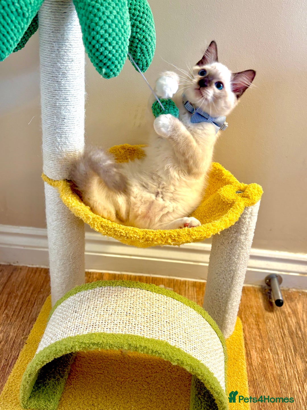 Ragdoll cats for sale: Show Quality TICA Reg Kittens - Champ Bloodline  - Image 1