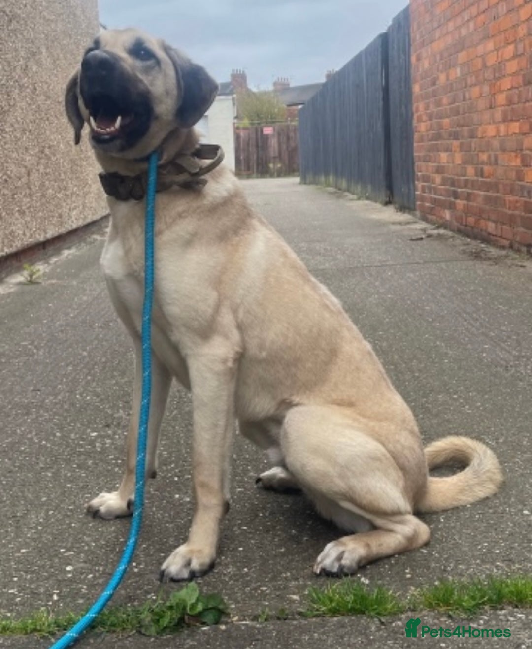 Mixed Breed dogs for sale: Kobe 3 year old mix breed - Advert 6