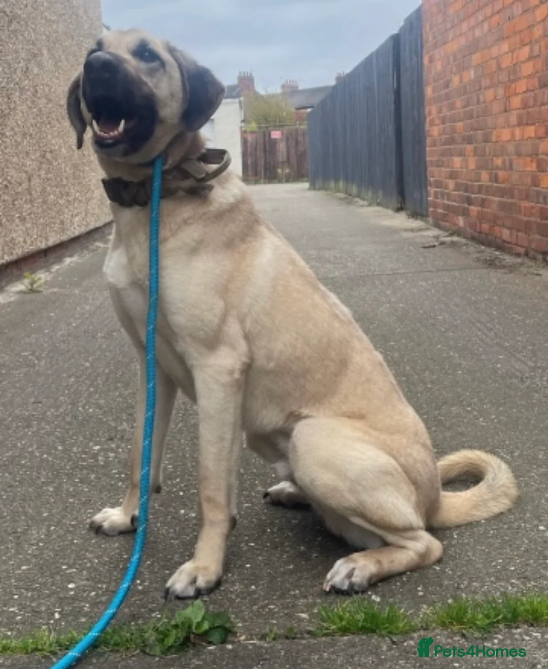 Mixed Breed dogs for sale: Kobe 3 year old mix breed - Advert 6