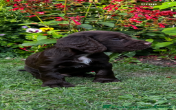 Cocker Spaniel dogs for sale: Ready to leave - Champion bred working cocker pups - Image 11