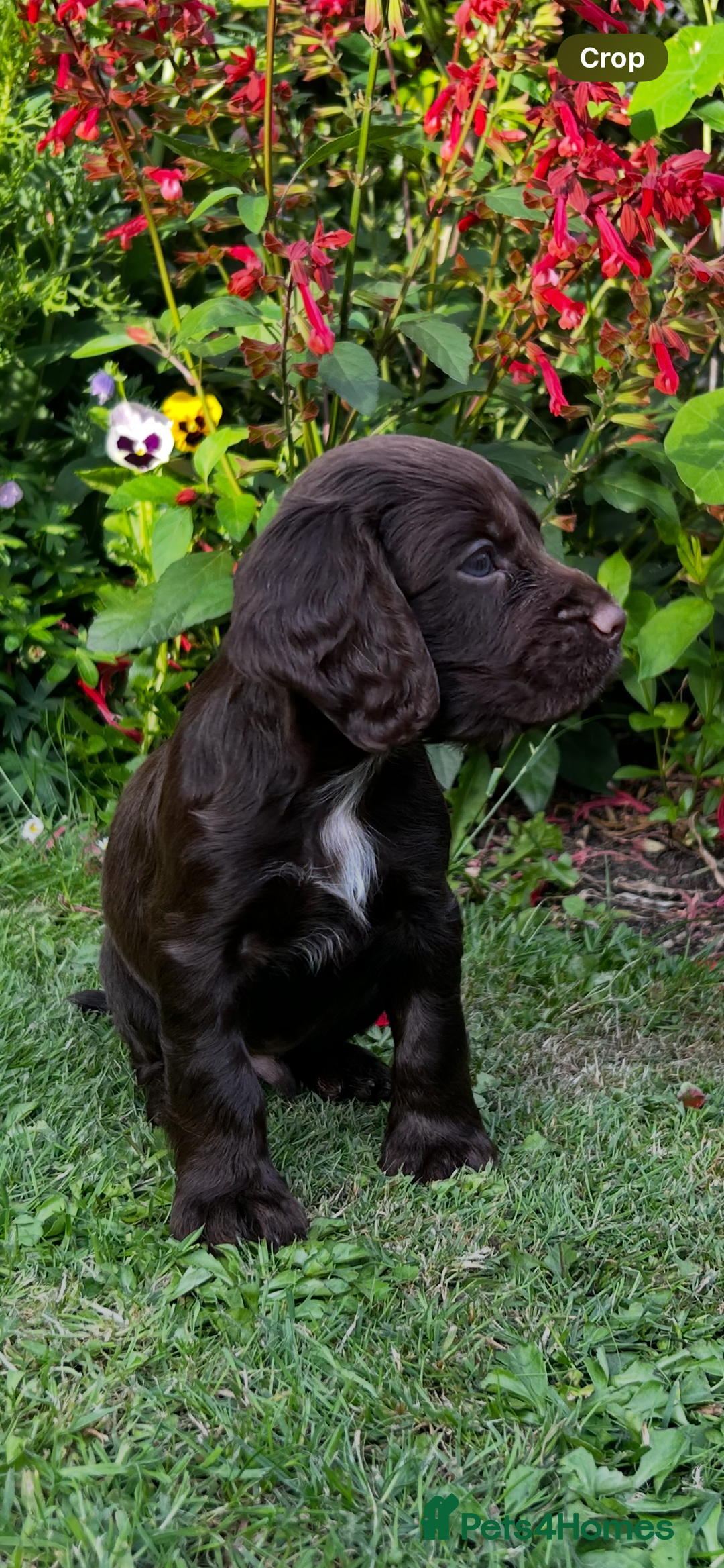 Cocker Spaniel dogs for sale: Ready to leave - Champion bred working cocker pups - Image 11