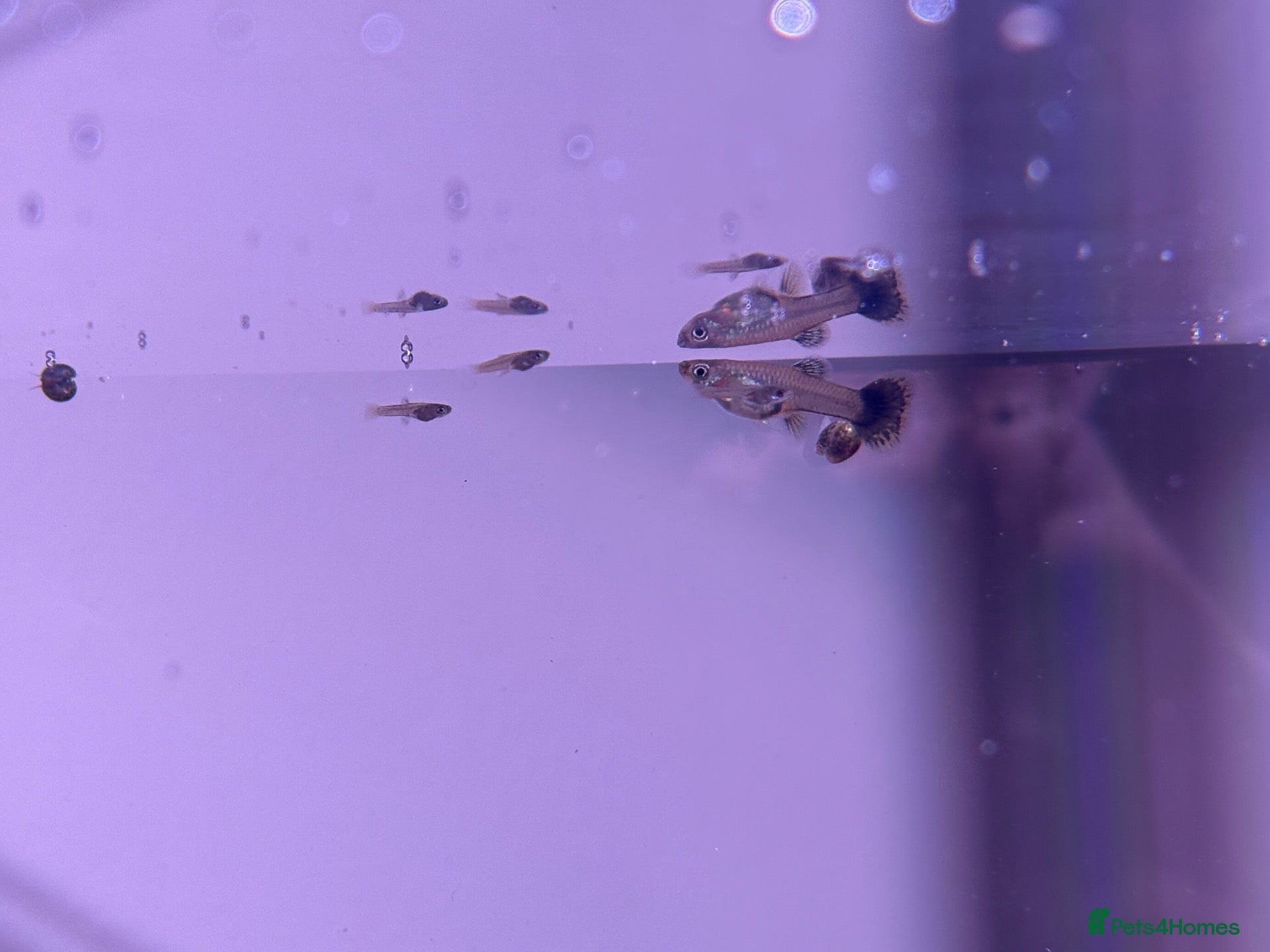 Live Bearers fish Guppies - 2 F Juveniles and 3 Unsexed Fry - Advert 8