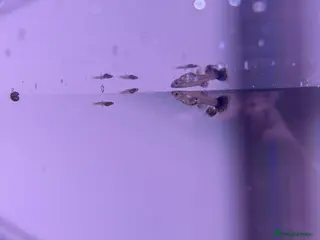 Live Bearers fish Guppies - 2 F Juveniles and 3 Unsexed Fry - Advert 8