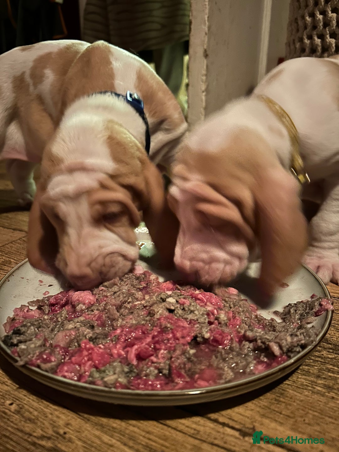Bracco Italiano dogs for sale: Beautiful Bracco Pupoies - Image 3