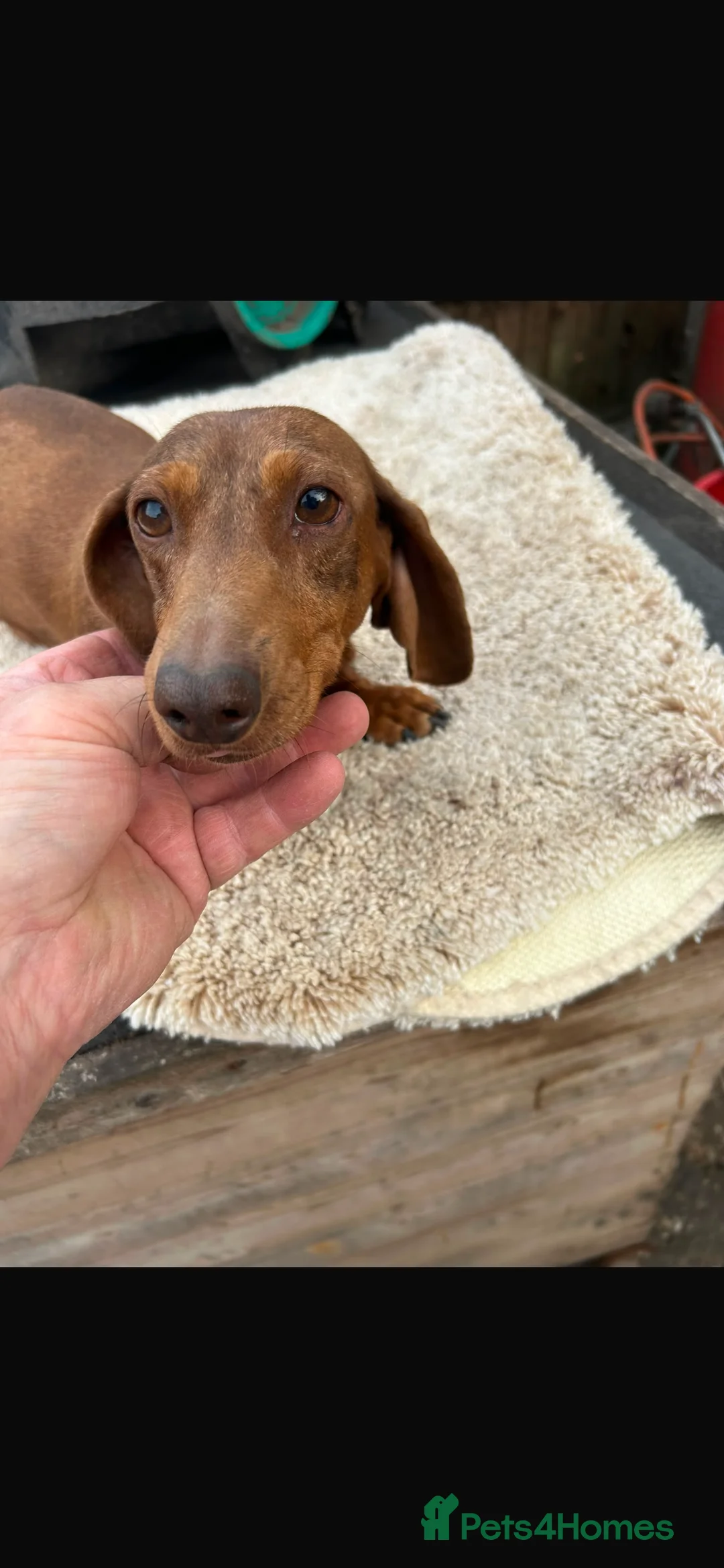 Miniature Dachshund dogs for sale: Dachshund  in Burton-on-Trent - Advert 2