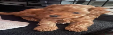 Maltipoo 1