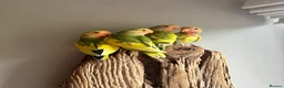 Lovebirds birds for sale: Cuddly hand reared lovebirds - Advert 5